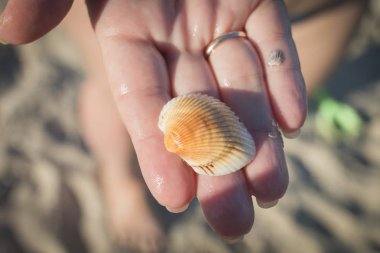 eldeki güzel deniz kabuğu