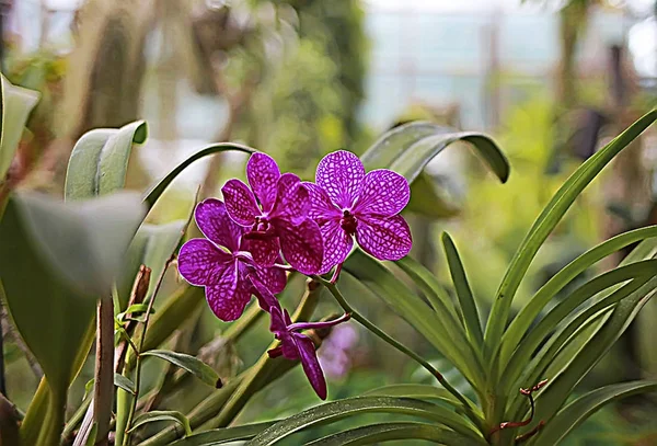 Piękne liliowy orchidee kwitną w ogrodzie — Zdjęcie stockowe