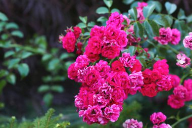 güzel sprey güller, parlak stree üzerinde evin etrafında büyümek