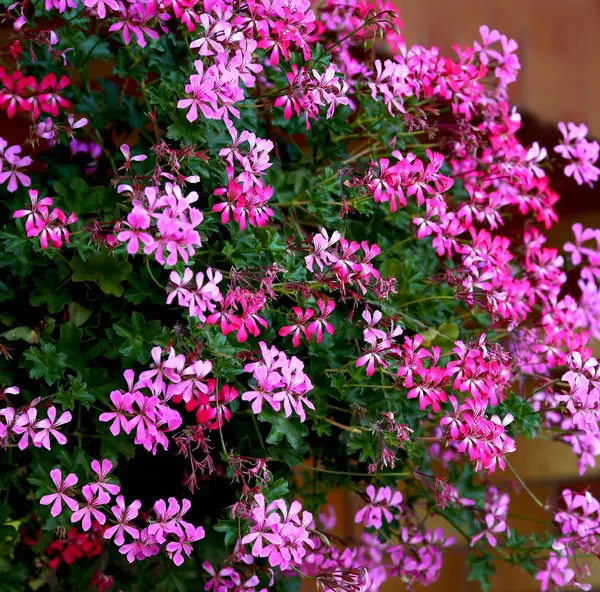 Flores de la calle cuelgan en la fachada de la casa en la calle en — Foto de Stock