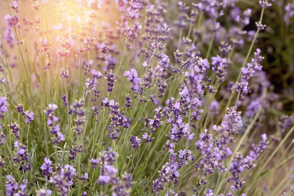 Lavanda lilla cresce in un campo all'aperto — Foto Stock