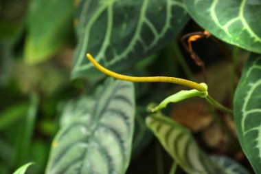 güzel bir bahçede açan çiçekler