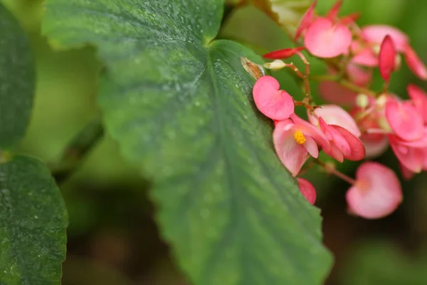 Ярко-розовые цветы расцвели в красивом саду — стоковое фото