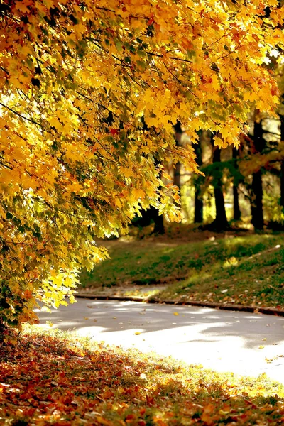 Árvores na floresta de outono com folhagem amarela — Fotografia de Stock