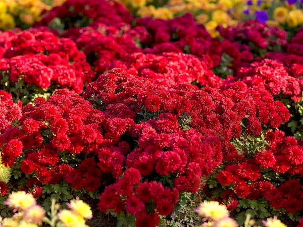 Ανθοφόροι θάμνοι κόκκινα χρυσάνθεμα στον βοτανικό κήπο — Φωτογραφία Αρχείου
