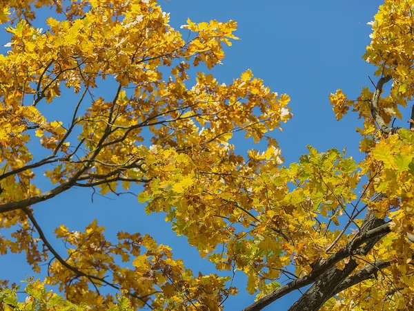 Follaje amarillo y ramas de árboles contra el cielo azul en el otoño —  Fotos de Stock