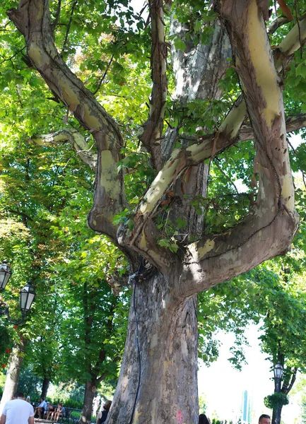 Ukraine Odessa July 2018 Old Maple Tree Odessa Green City — Stock Photo, Image