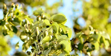 Ağaçta yeşil elma ağacı meyveleri, yeşil taze yapraklar, güneşli bir yaz gününde mavi gökyüzü. Bahçe. Meyveler. Bahçe işleri konsepti. Boşluğu kopyala