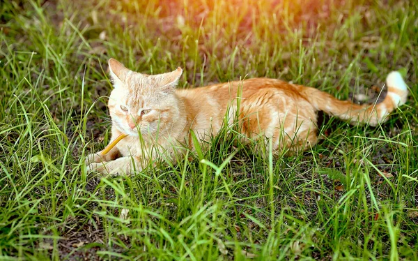 Beautiful Red Cat Lies Green Grass Hot Summer Day Pets — Stock Photo, Image