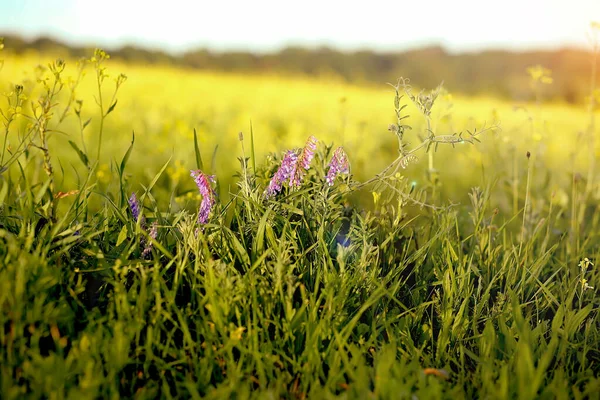 Fliederblüten Und Eine Biene Auf Einem Blühenden Feld Sommer Einem — Stockfoto