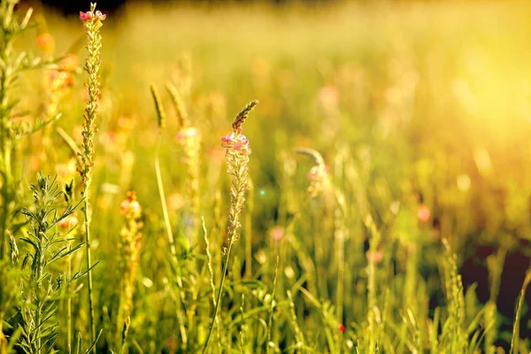 Wildblumen Auf Einem Blühenden Feld Sommer Einem Sonnigen Tag Die — Stockfoto