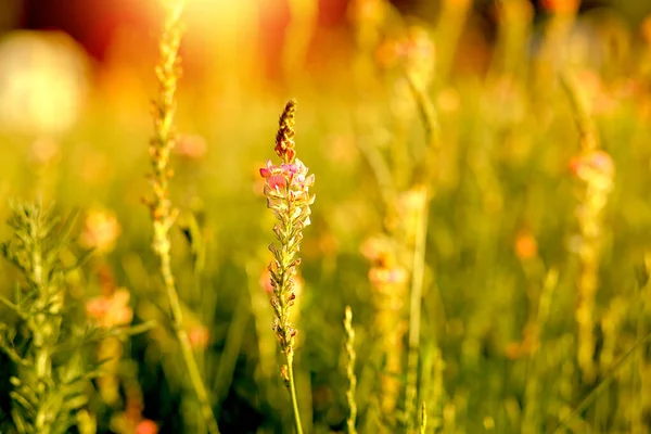 Wildblumen Auf Einem Blühenden Feld Sommer Einem Sonnigen Tag Die — Stockfoto