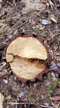 Ormandaki ağaç kütüğünü kes. Kereste, hasat. Ahşap arka. Çevresel konsept. Orman ve manzara.
