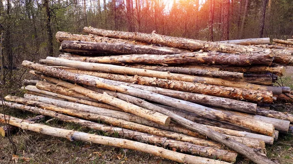 Timmer Och Trästockar Ligger Skogen Efter Ett Sågsnitt Trä Och — Stockfoto