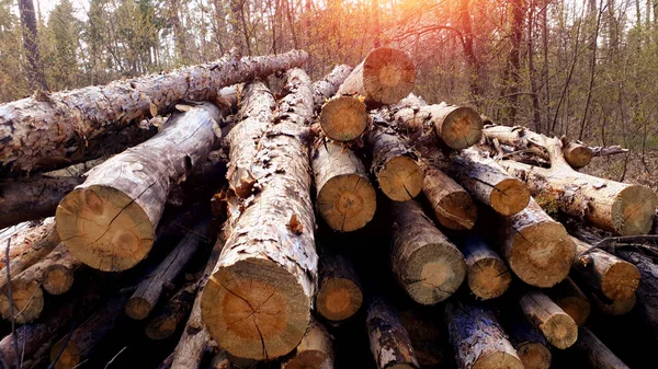 木や木の丸太は切り出された後に森の中にある 生産のための木材や材料 生態学 森林破壊だ 環境保護の概念 — ストック写真