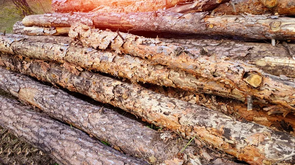 Timmer Och Trästockar Ligger Skogen Efter Ett Sågsnitt Trä Och — Stockfoto