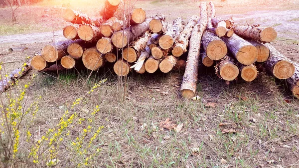 Drewno Drewniane Kłody Leżą Lesie Cięciu Piły Drewno Materiały Produkcji — Zdjęcie stockowe
