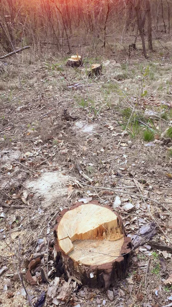 Cortar Tronco Árbol Bosque Madera Cosechando Fondo Madera Concepto Ambiental —  Fotos de Stock