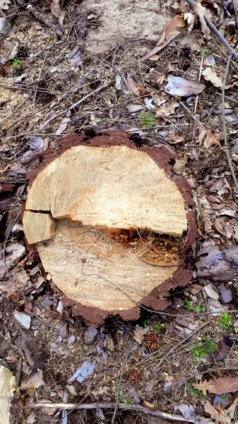 森の中で木の切り株を切りなさい 木の背景 環境概念 森と風景 — ストック写真