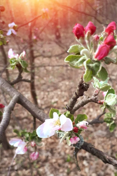 Flor Manzano Silvestre Bosque Primavera Hermoso Fondo Manzano Flor Plantas — Foto de Stock