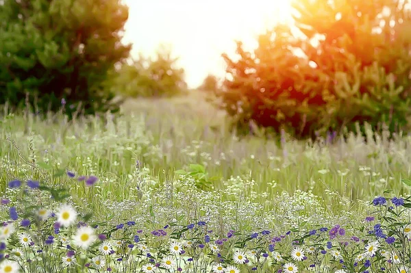 Wildblumen Margeriten Kornblumen Und Kräuter Sommer Natur Und Blumen Sonnenuntergang — Stockfoto