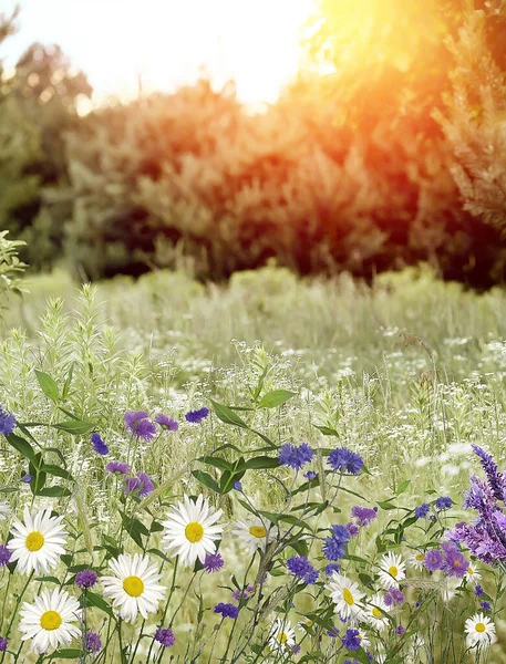 Wildflowers Daisies Cornflowers Herbs Summer Nature Flowers Sunset Sun Rays — Stock Photo, Image