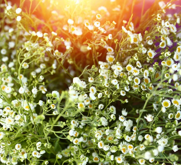 Background Camomile Sunset Wildflowers Camomile Summer Nature Flowers Phytotea Phytotherapy — Stock Photo, Image