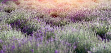 Gün batımında açan lavanta tarlası. Bir yaz gününde güzel bir manzara. Lavanta tarlası geçmişi. Tarım. Üretim için lavanta yetiştirme kavramı.