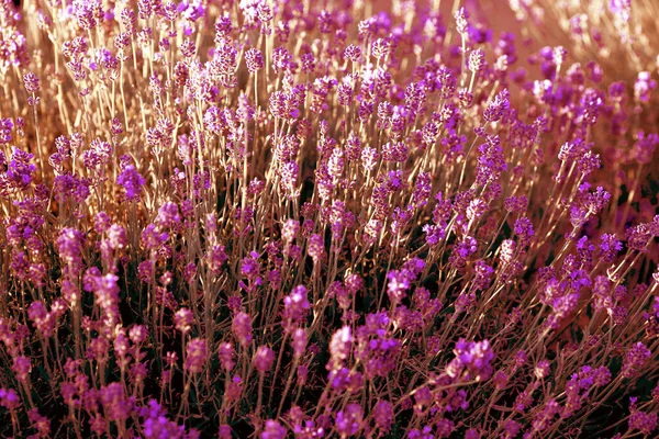 Bright Lavender Blooming Field Summer Day Close Background Lavender Sunset — Stock Photo, Image