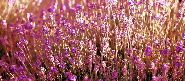 Banner Mit Lavendelblüten Auf Dem Feld Einem Sommertag Makro Nahaufnahme — Stockfoto
