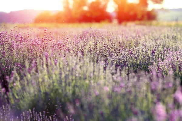 Blühendes Lavendelfeld Bei Sonnenuntergang Schöne Landschaft Einem Sommertag Lavendelfeld Hintergrund — Stockfoto