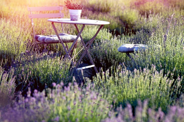 Furniture folding table and chairs for outdoor recreation in a blooming lavender field with a vase of lavender on the table. Background of a natural landscape. Furniture and design.