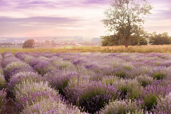 Schöne Lavendelfeld Auf Dem Hintergrund Eines Sonnenuntergangs Lila Sonnenuntergang Ein — Stockfoto