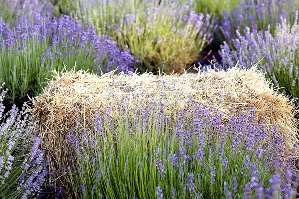 Haystack Campo Lavanda Agricultura Fundo Campo Lavanda Verão Conceito Verão — Fotografia de Stock