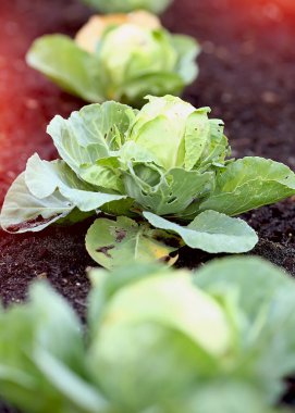 Çiftlik sebzeleri ve organik yatak arka planında sıra yeşil lahana. Bahçede lahana, akşamları lahana, yazın gün batımında lahana. Bahçıvanlık. Organik gıda konsepti. Yeni sebze hasadı.