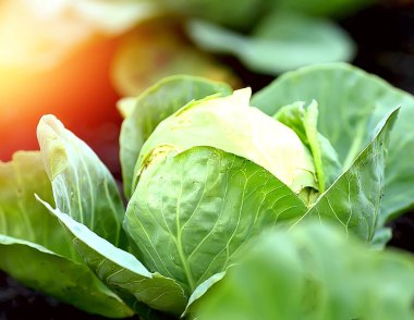 Çiftlik sebzeleri ve organik yatak arka planında taze yeşil lahana yakın plan. Bahçedeki lahanaları yakın plan, akşamları güneşte lahana, yazın gün batımında. Bahçıvanlık. Organik gıda konsepti.