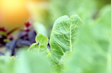 Çiftlik sebzeleri ve organik yatak arka planında taze yeşil lahana yakın plan. Bahçedeki lahanaları yakın plan, akşamları güneşte lahana, yazın gün batımında. Lahana yeşili yapraklar arka plan.