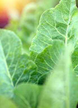 Çiftlik sebzeleri ve organik yatak arka planında taze yeşil lahana yakın plan. Bahçedeki lahanaları yakın plan, akşamları güneşte lahana, yazın gün batımında. Lahana yeşili yapraklar arka plan.