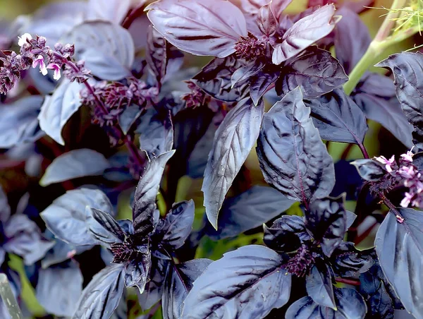 Feuilles Basilic Violet Gros Plan Avec Lit Biologique Légumes Ferme — Photo