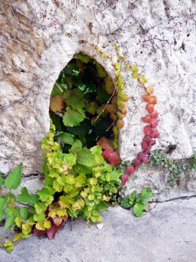 Gökkuşağı yaprakları duvardaki