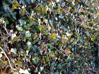 Kalın vahşi sarmaşık duvar