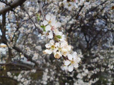 Beyaz sakura ağacı portre