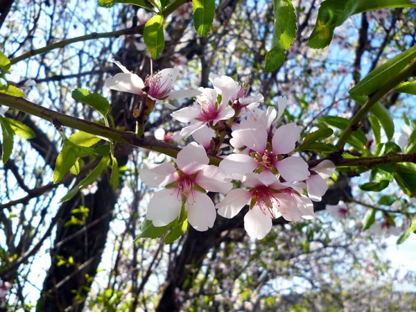 Almond Tree Blossoms — Stock Photo, Image