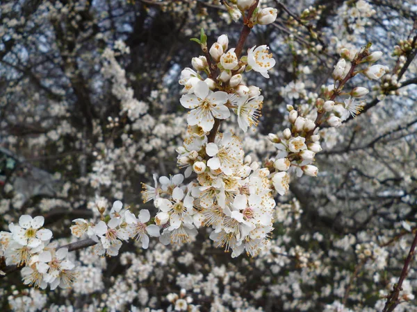 Primer Plano Del Árbol Sakura Blanco —  Fotos de Stock