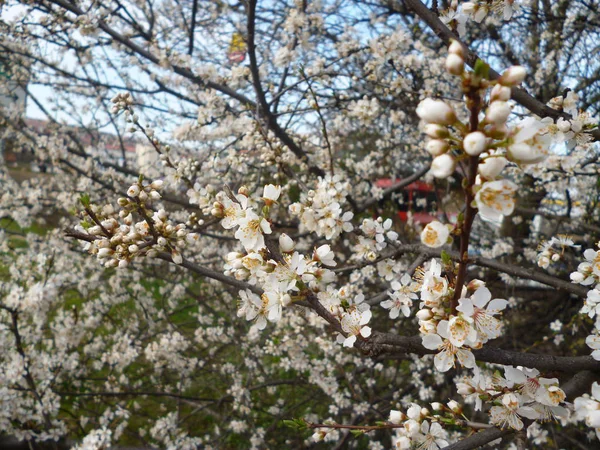 Branco Sakura Árvore Closeup — Fotografia de Stock