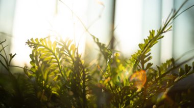 Gün batımı gündoğumu windows ağacı