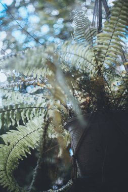 bokeh veya ağaç gündüz