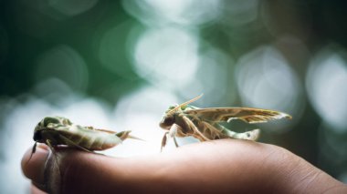 Gece ya da güve kelebek veya kamuflaj