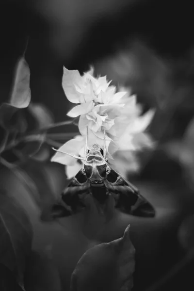 Polilla Noche Mariposa Camuflaje — Foto de Stock