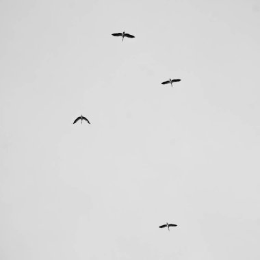 bulut ile gökyüzünde kuş